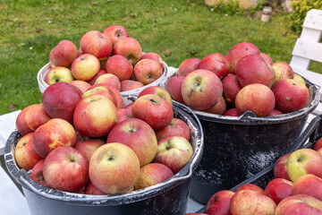 Autumn apples on a farm in a bucket and box, ripe fruit, supplies for the winter.
