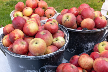 Autumn apples on a farm in a bucket and box, ripe fruit, supplies for the winter.
