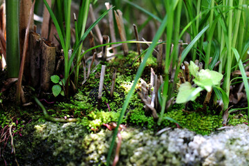 Small waterside landscape sceen, Sunshine shines through the root of Scion, Zebra grass and moss grows.