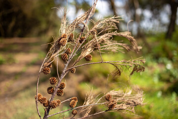 A sprig of dry conifers