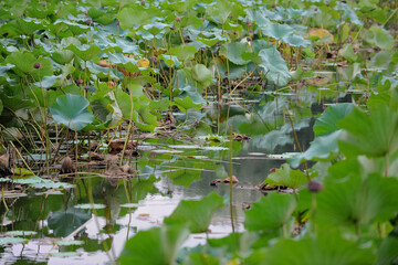 Beautiful and dense lotus leaves grow in the lotus pond