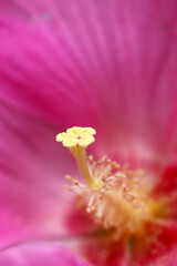 Full blooming beautiful pink “Holly hock (Althaea rosea, Tachiaoi) flower petal and stamen, pistil, texture macoro photography.