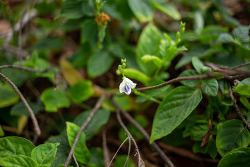Chinese violet or coromandel plant
