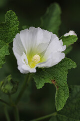 Full blooming white “Holly hock (Althaea rosea, Tachiaoi) flowerhead  macro photograph taken on a sunny day.