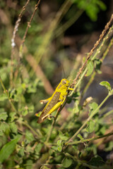 A grasshopper on a rod of grass