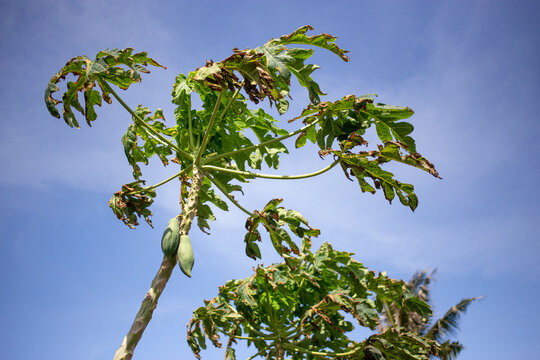 Papaya tree with dry leaves