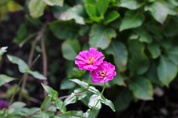 Purple flower head of Common zinia (youth-and-old-age, Hyakunichiso).