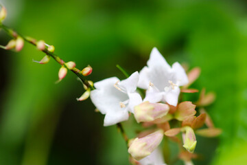 Zabelia biflora, Toutsukubaneutsugi, white flower branch in the forest. Close up macro photograph.