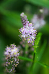 Tsurubo (Barnardia japonica), light purple small flowerhead close up macro photography.