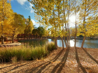 Peaceful lake side view with trees in autumn season