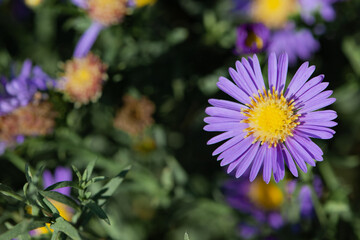 Dutch chrysanthemum growing in northern China