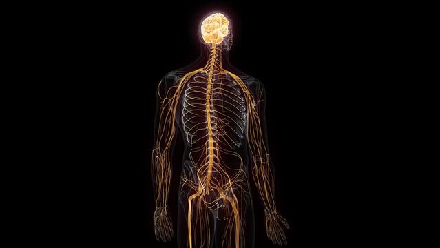 3d rendered animation of  the human nervous system