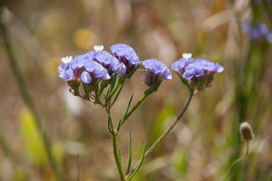 Flowers in the field in spring in nature