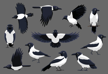 Hooded Crow Various Poses Cute Cartoon Vector Illustration