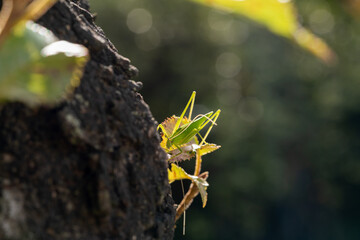 Grasshopper sitting on a small leaf on a big tree, selected focus