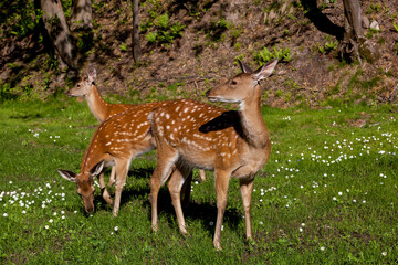 Naklejka na ściany i meble Young spotted deer in the forest on a clearing