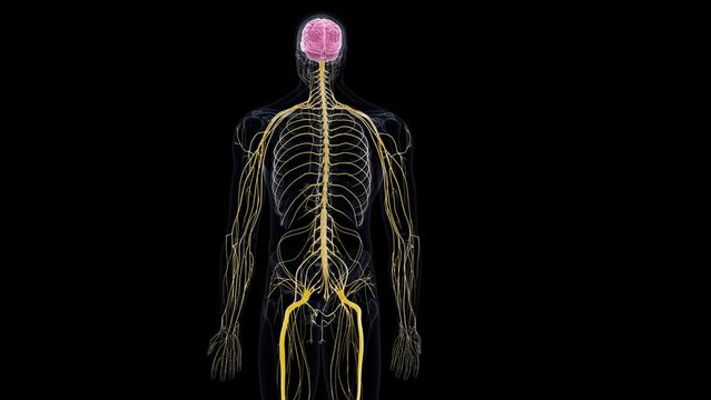 3d rendered animation of  the human nervous system