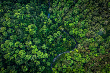 river winding through dense rainforest