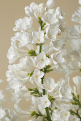 Bunch of lilac white color isolated on beige background.