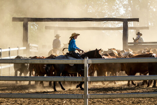 Three horse riders working cattle into the dusty yards.