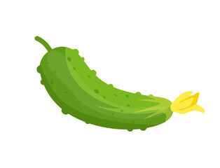 Fresh cucumber icon