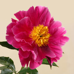 Pink peony flower with yellow center isolated on beige background.