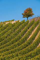 View of a vineyard near Johannisberg/Germany in the Rheingau in autumn with a tree