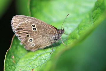 Old adult ringlet butterfly on leaf in close up - Powered by Adobe