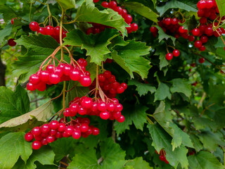 Red viburnum berries in the forest