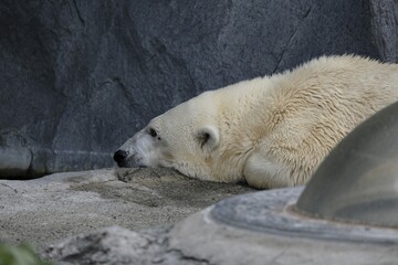 polar bear cub