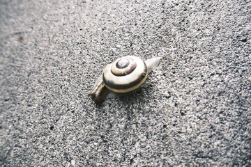 snail on the sand