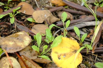 mushrooms in the grass