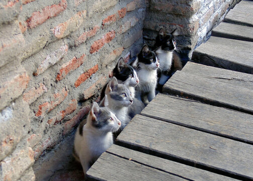 5 funny kittens sitting next to a brick wall and looking to the right side. Grey and white kittens, black and white kittens in the street. Cute cats. Funny cat photos. Big group of cats. Cat family