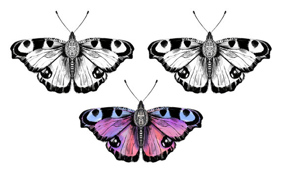 Hand drawn butterfly illustration. PNG