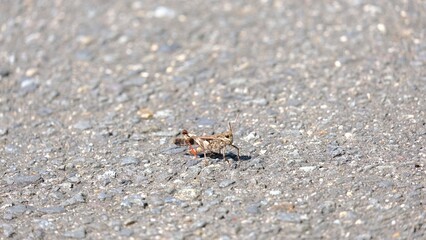 ants on the ground