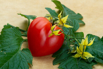 Herzförmige Tomate auf Tomatenblättern mit Blüten - 537262912