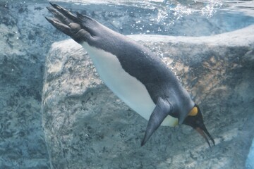 penguin in the sea