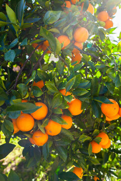 Abundant ripe oranges on fruit tree in backyard in winter