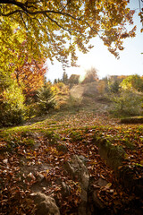Trail in autumn forest. Carpathian Mountains, Ukraine. Walking and hiking trails in Borzhava ridge. Rural area of carpathian mountains in autumn