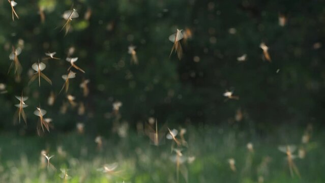 Swarm of Mayflies flying during a breeding season on a late spring evening in Estonia, Northern Europe	
