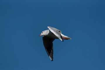 seagull in flight blue with sky background 