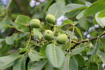 Walnut fruit on a tree