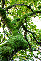 Obraz premium moss on a tree