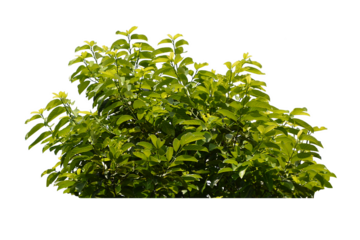 Green bush isolated transparency background.