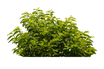 Foto op Plexiglas Green bush isolated transparency background. © moderngolf1984