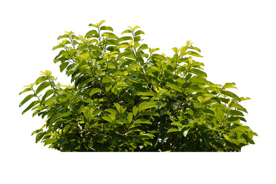 Green bush isolated transparency background.