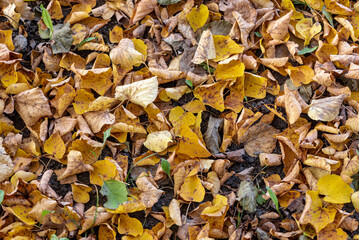 colorful autumn leaves in the park