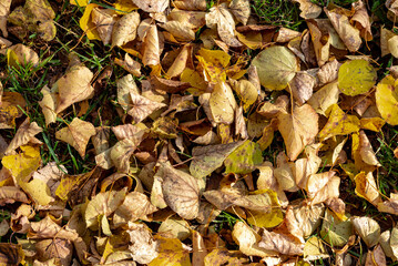colorful autumn leaves in the park