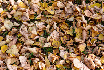 colorful autumn leaves in the park