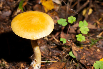 Amanita fulva, commonly called the tawny grisette, toxic